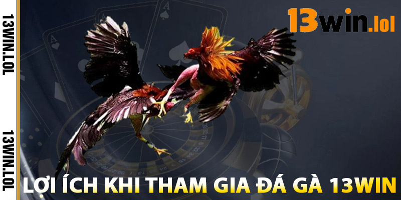 Đá Gà 13WIN – Trải Nghiệm Đá Gà Online HD Chính Thống 3 Lợi Ích Khi Tham Gia Đá Gà 13WIN