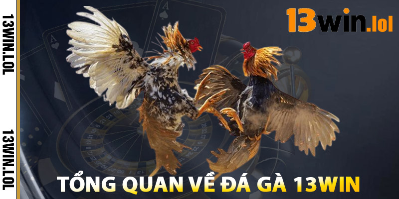 Đá Gà 13WIN – Trải Nghiệm Đá Gà Online HD Chính Thống 2 Tổng Quan Về Đá Gà 13WIN